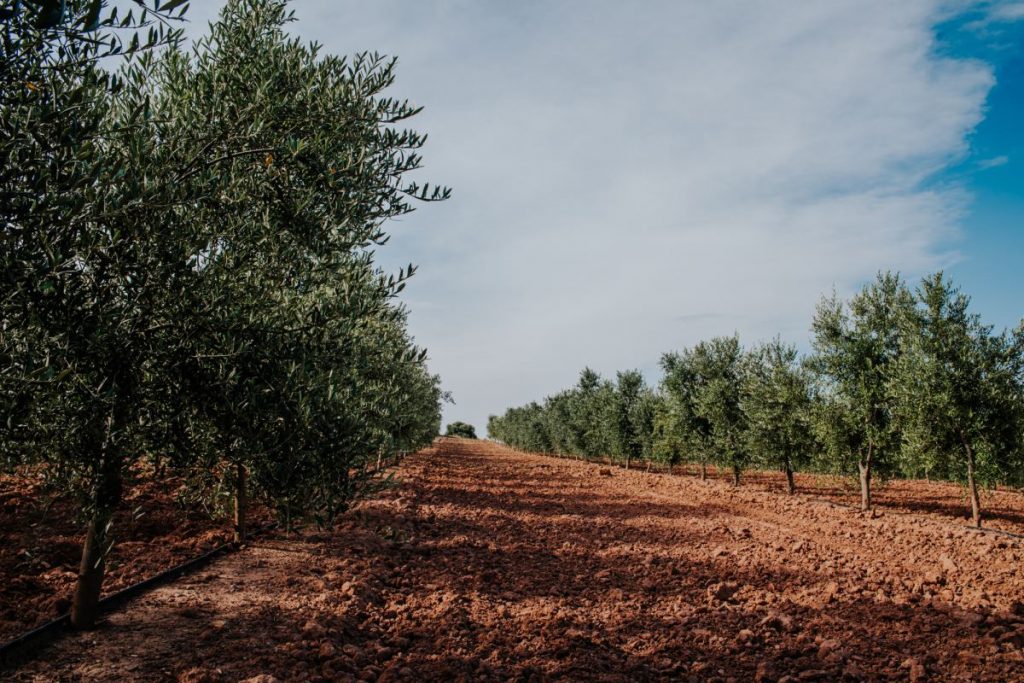 Campos de aceite de oliva en Arbeca