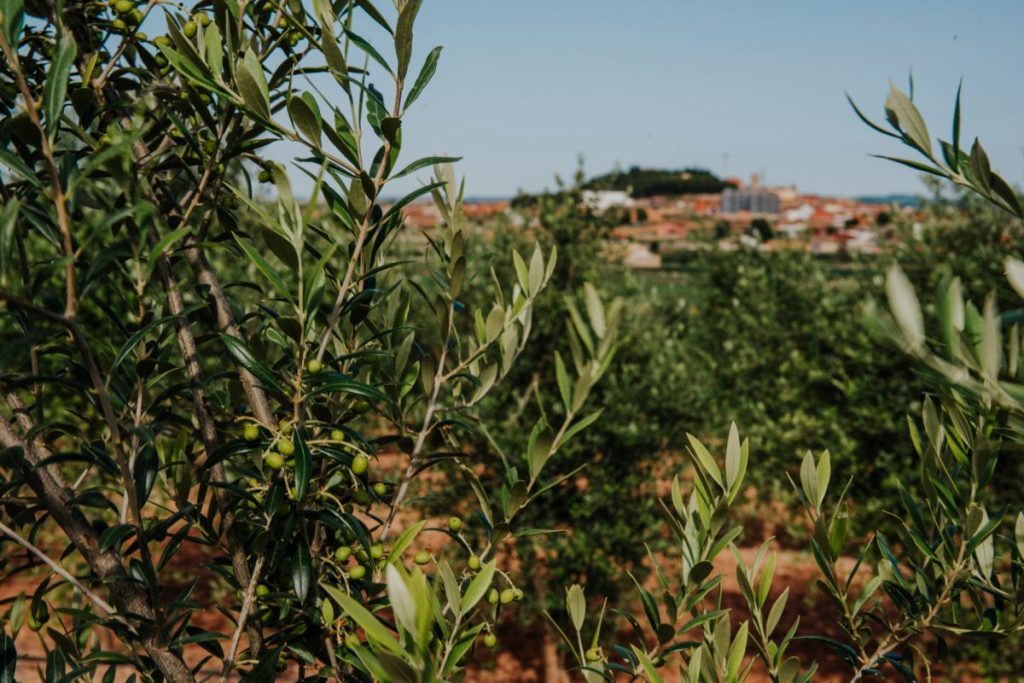 Campos de aceite de oliva en Arbeca