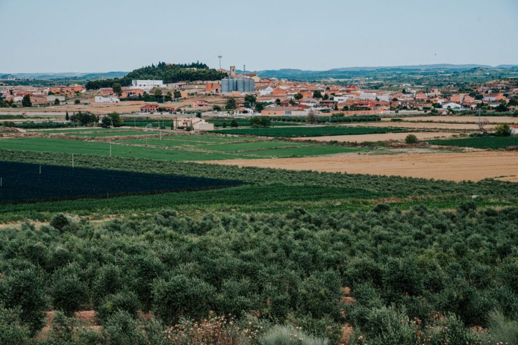 Campos de aceite de oliva en Arbeca