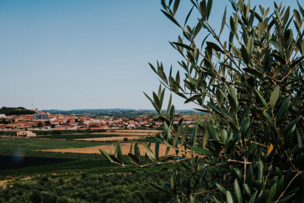 Campos de aceite de oliva en Arbeca