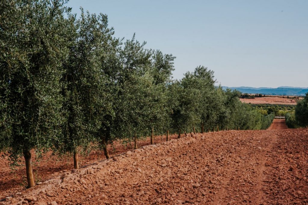 Campos de aceite de oliva en Arbeca
